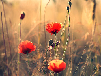 Flowers, Poppies, Summer, Field, Sharpness HD wallpaper