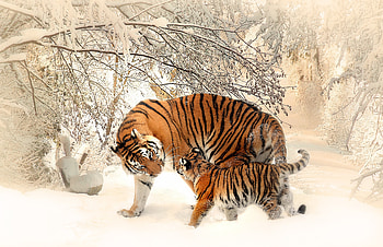 Tiger Baby Felidaee, tiger, animals, snow HD wallpaper
