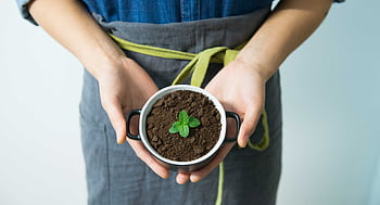 Close-up of hands holding a pot with soil and a young mint plant in growth. HD wallpaper