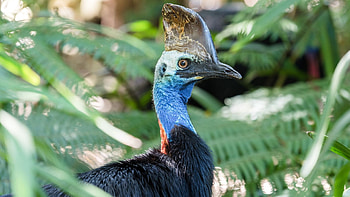 Underrated killer beast, Cassowary identification, Deadly dagger-like claws, Fascinating predator HD wallpaper
