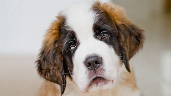 Animals, Dog, Muzzle, Puppy, St. Bernard, Saint Bernard HD wallpaper
