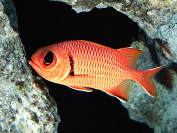 BIG-EYE-SQUIRREL FISH, big eye fish, lol, orange, ugly HD wallpaper