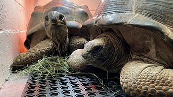 Oakland Zoo, Aldabra Giant Tortoise HD wallpaper