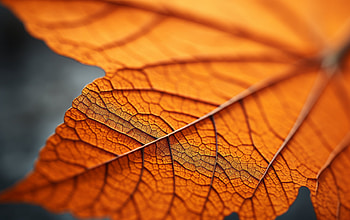 Vibrant Orange Leaf Texture, nature, leaf HD wallpaper