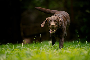 Animals, Grass, Dog, Stroll, Run, Running HD wallpaper