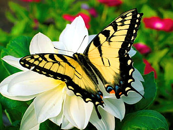 The Eastern, black, white flower, butterfly, yellow, eastern swallowtail HD wallpaper