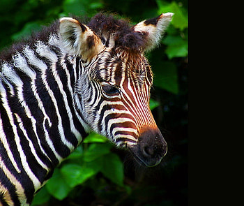 A baby for Revel, stripes, gree, black and white, young, trees, zebra HD wallpaper