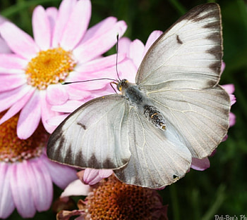 Grey Butterfly, garden, pink flowers HD wallpaper