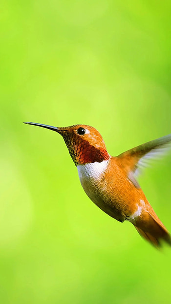 Moving, Bird, fly HD phone wallpaper