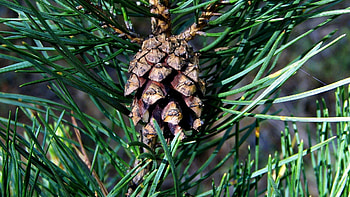 Needle, Macro, Forest, Spruce, Fir, Cone, Bump HD wallpaper