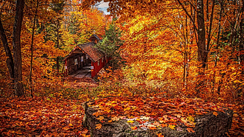 Old Covered Bridge in Autumn Forest Foliage, Bridges, Leaves, Trees, Fall, Nature, Forests, Autumn HD wallpaper