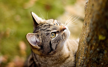 Animals, Cats HD wallpaper