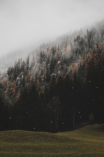 Nature, Trees, Snow, Coniferous, Forest, Slope, Snowfall HD phone wallpaper