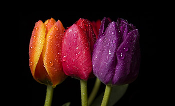 Tulips, beautiful, nature, flowers HD wallpaper