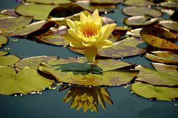 Yellow Water Lily, reflection, flower, nature, water, lily HD wallpaper