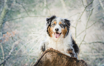 Animals, Lies, Dog, Spotted, Spotty, Australian Shepherd, Aussie HD wallpaper
