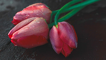 Tulips, Flowers, Three, Pink HD wallpaper