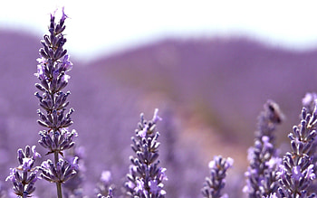 Latest , Flowers lavender, Nature's gift, Floral beauty HD wallpaper