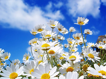 Sky, Flowers, Plants, Landscape, Clouds, Camomile HD wallpaper