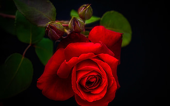 Red rose, Closer, Buds, Flower, Red HD wallpaper