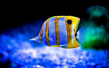 Fish, summer, blue, pesti, exotic, yellow, water, underwayer, vara HD wallpaper