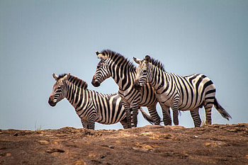 Masai Mara 2020, Olonana on Safari HD wallpaper