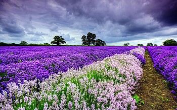 Purple and white flowers, Spring beauty HD wallpaper