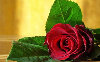 Rose, yellow, flower, green, red, leaf HD wallpaper