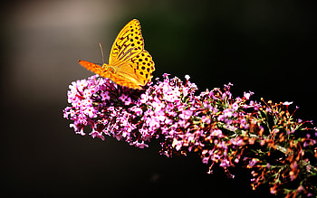 Butterfly In Garden, butterfly, animals, garden HD wallpaper
