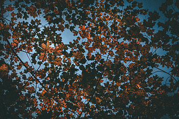 Nature, Sky, Autumn, Leaves, Dry HD wallpaper