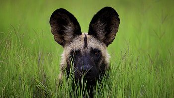 Hyena, animal, dog, canine HD wallpaper