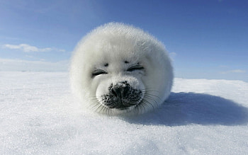 Animals, Seals HD wallpaper