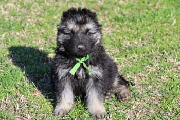 pup with ribbon, leash, sunny, shade, day HD wallpaper