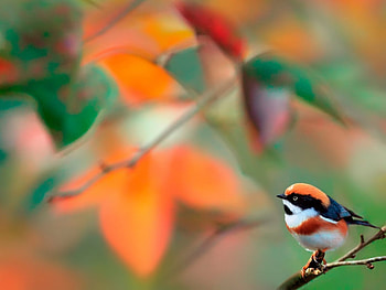 Animals, Birds HD wallpaper