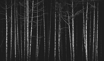 Nature, Trees, Dark, Forest, Bw, Chb HD wallpaper
