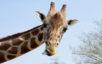 Animals, Muzzle, Cool, Giraffe, Language, Tongue HD wallpaper