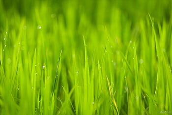 Close-up of vibrant green grass with dewdrops, showcasing refreshing natural beauty. HD wallpaper