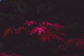 Nature, Autumn, Leaves, Blur, Smooth, Branches, Carved HD wallpaper
