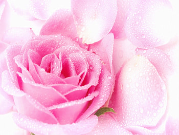 Plants, Flowers HD wallpaper