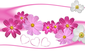 flower HD wallpaper