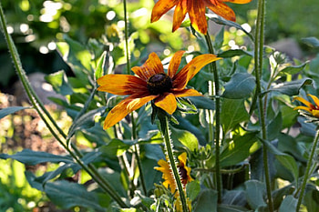Wake up little Susie, wildflowers, morning flowers, sunflowers, black eyed susans HD wallpaper