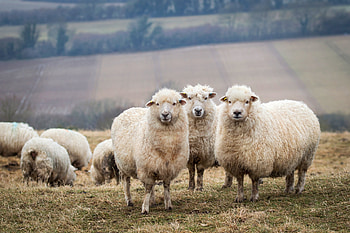 Sheep close-up, Beautiful gaze, Soft wool, Nature's beauty HD wallpaper