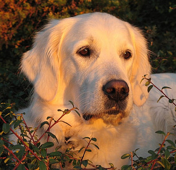 Cute at sunset, dog, puppy, labrador, loyal HD wallpaper