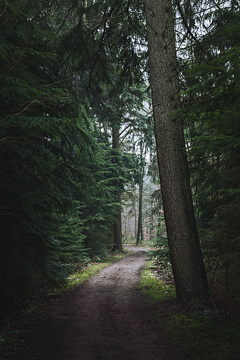 Nature, Trees, Pine, Forest, Path, Trail HD phone wallpaper