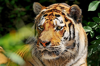 Animals, Grass, Blur, Smooth, Predator, Tiger HD wallpaper