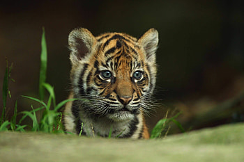 Beautiful tiger showcase, visuals, Majestic pet, Stunning graphy HD wallpaper