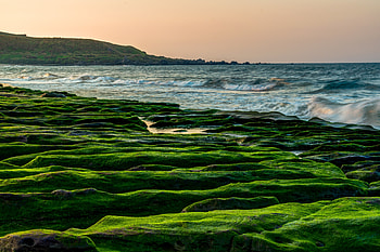 Coast, rocks, sea, moss HD wallpaper