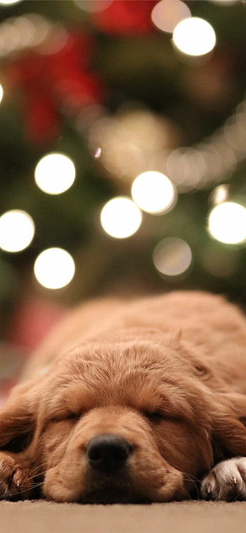 Golden retriever puppy, Bokeh graphy, 11 , Cute and playful HD phone wallpaper