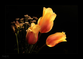 Yellow Roses, art , still life, beautiful, nature HD wallpaper