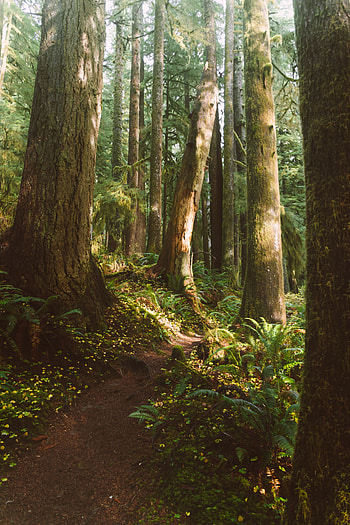 Nature, Trees, Fern, Forest, Vegetation, Path HD phone wallpaper